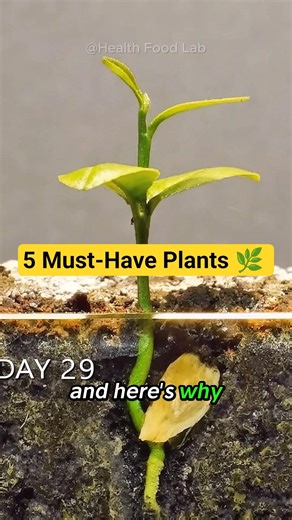 5 Plants Everyone Should Have At Home 🌿😳 #shorts
