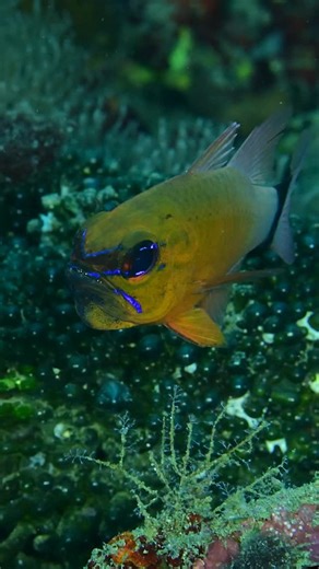 Cardinalfish are paternal mouthbrooders, meaning the dad swims around with a mouth full of eggs for several weeks without eating. And if you’re patient & quiet enough, every so often, you catch a glimpse of dad rotating them! #cardinalfish #mouthbrooder #mouthbrooding #bali #amed #amedbali #tulamben #tulambenbali #chrisgug #gug #gugunderwater | Gug Underwater