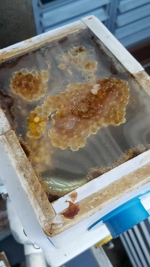 Discover Australia's Incredible Stingless Bees