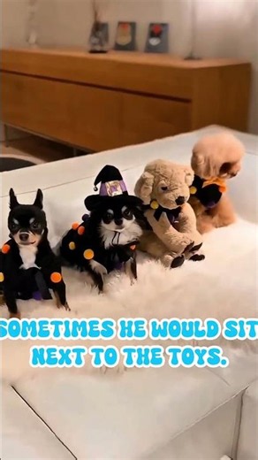 Smartest Puppy Ever! 🐶 Learns Every Trick in One Try 🤯 #Shorts