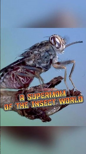 Tsetse Fly | The Supermom of The Insect #animalenigmas
