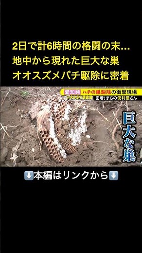 ⬆️本編はリンクから⬆️地中から穴が500以上ある巨大な巣が…オオスズメバチVS“まちの便利屋さん” 2日間計6時間の格闘の記録#shorts