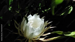 The Wijayakusuma flower or also called the Wiku flower (Disocactus anguliger) is a type of cactus plant originating from Mexico. This plant is cultivated as an ornamental plant for its fragrant flower
