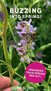 🌷 Spring is finally here and we are buzzing with excitement! With just over a month until we start shipping out preorders, it’s the perfect time to get your garden ready for nature’s hardest-working bees! 🐝 Our leafcutter bees will be buzzing to life soon, ready to help your plants thrive this season. 🌼💛 Haven’t ordered yet? There’s still time! Preorder your Kind Bee Pollination Kit today and be ready for spring pollination! 🏡🐝 | Kind Bee Farms