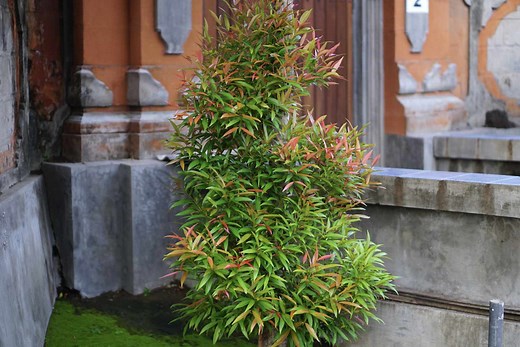 Heavenly Bamboo Plant Profile