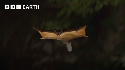90K views · 942 reactions | This flying squirrel has decided to make...