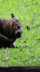 A wombat eats and ambles through a grassy area.
