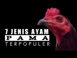 7 Jenis Ayam PAMA Terpopuler Dikalangan Penghobi Dan Peternak Ayam