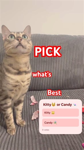 I choose sweets. :) #red #shadow #comedy #cute #funny #cat #anime #candy #sweet #sillyness #randoms
