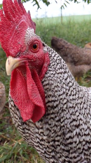Meet the Barred Plymouth Rock