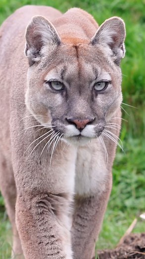 90K views · 1.6K reactions | Guyana: Land of the Giants — home to the mighty jaguar, elusive puma, giant river otter, towering anteater, fierce harpy eagle, and the legendary anaconda. Wild, untamed, unforgettable. | Visit Guyana | Facebook