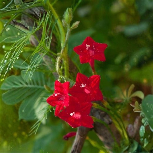 20 Cardinal Climber Seeds – Red Star Flowers, Fast-growing Climbing Vine for Gardens - Etsy