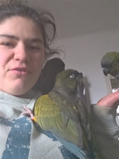 who said patagonians were needy🤷‍♀️ #patagonianconure #exoticpets #parrotsoftiktok