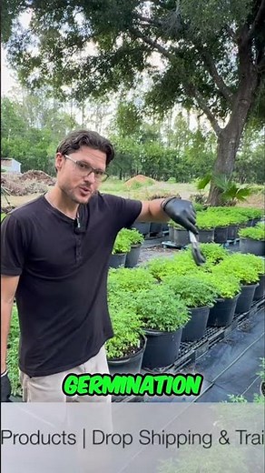10,000 Moringa Seeds Germination with Biostimulant Magic!