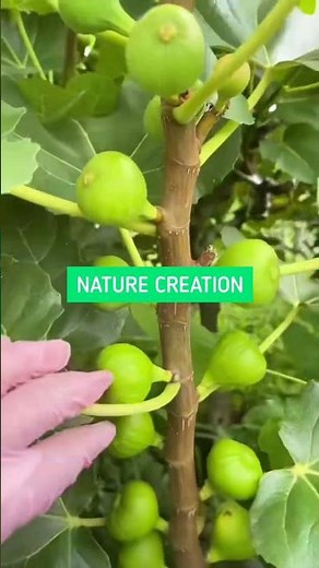 How to Stop Small Fig Drop: Essential Care for Immature Fig Fruits # 8