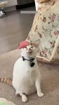 Funny Pets 🐱 kitten meowing cute 🐱 # Episode 5732