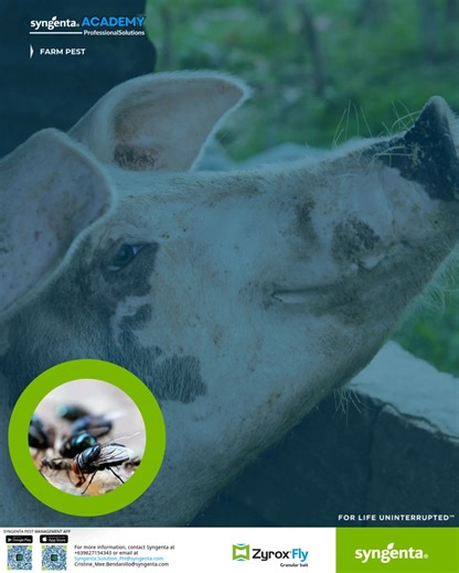 Stop fly breeding at the source by targeting high-pressure hotspots with effective, fast-acting solutions designed for professional use. Control adult flies where they feed and rest with 𝐙𝐲𝐫𝐨𝐱® 𝐅𝐥𝐲 𝐆𝐫𝐚𝐧𝐮𝐥𝐚𝐫 𝐁𝐚𝐢𝐭, a highly attractive, long-lasting bait formulated for dependable farm protection. ✔ 𝐋𝐨𝐧𝐠-𝐋𝐚𝐬𝐭𝐢𝐧𝐠 𝐀𝐜𝐭𝐢𝐯𝐢𝐭𝐲 Provides extended attractiveness and performance, reducing the frequency of reapplication even in challenging farm environments. ✔ 𝐇𝐢𝐠𝐡𝐥�