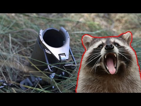 How to Use DOG PROOF Traps (Foot Encapsulating traps)
