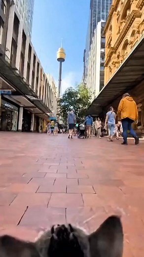 Psst...your cat should be insured! 👀 With Fetch, they'll get: 🩷 Huge $30k yearly cover 🩷 NO sub-limits 🩷 Direct payments to your vet 🩷 Fully Aussie-owned 🩷 Highest-reviewed pet insurance in Australia on Google Reviews Join us today! 🤞🏼 Consider PDS & TMD at fetchpet.com.au. Managed by Fetch Pet Health Pty Ltd & Issued by Pacific International Insurance Pty Ltd. Fetch is the highest (5.0) ⭐️ rated pet insurer on Google Reviews 05/10/25. Quotes can vary based on factors like breed, age or 