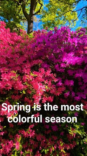The most colorful face of the world in spring💐