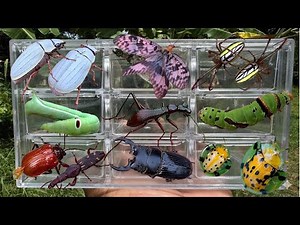 GIANT Insects Collection 🐞 Amazing Bugs You’ve Never Seen Before!