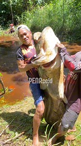 Ikan Tapah Monster Kalimantan Pulau Borneo | Pena Newsroom