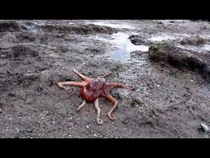Giant pacific octopus walking back to the water