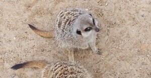 Video by Karolina Grabowska www.kaboompics.com on Pexels