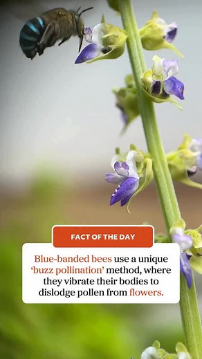 It’s day 4️⃣ of Bugs in My Backyard Week and we’re shining a light on our iconic native bees 🐝 Have you seen bees in your backyard this week? Make sure to take a 📸 and upload it to @inaturalistorg | Australian Geographic