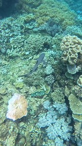 Little White-tip reef shark at the pontoon the other day, it made sure to check out all the crevices for any potential snacks. 🦈🩵 📽Master Reef Guide Natalie IG: natalieesmith__ 📍 Reef Magic | Master Reef Guides