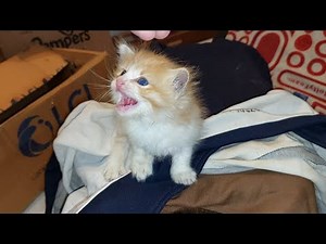 Kittens CRYING After Being Rescued, But Why?
