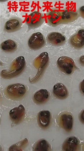 大繁殖！麻機遊水地要注意！特定外来生物カダヤシが一度に産む子供の数は… ≫生物ハンター加藤英明【公式】かとチャン