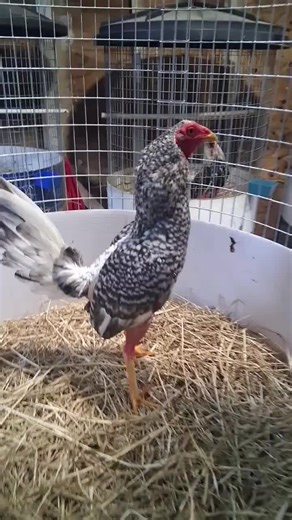 Understanding the Different Breeds of Chickens and Roosters