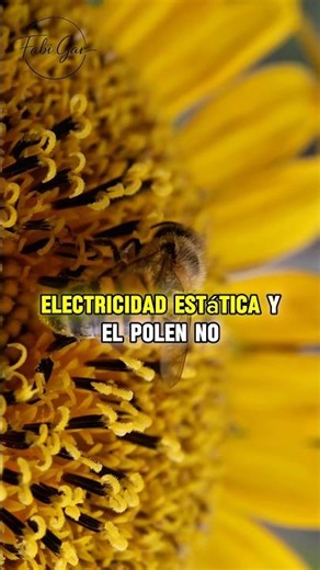 “El pequeño ser que decide lo que comes cada día” 🐝#Abejas #Naturaleza #shortvideo #datoscuriosos