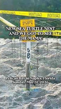Sea Turtle Nest #58 in Naples, Florida, and Video of the Female Loggerhead that Created It (5/31/26)