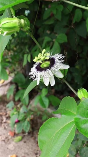鸡蛋果（学名：Passiflora edulis Sims），别名百香果、紫果西番莲、洋石榴、受难果、转枝莲。西番莲科（Passifloraceae）西番莲属（Passiflora）草质藤本。原产于大小安的列斯群岛，现广植于热带和亚热带地区。在中国分布于广东、海南、福建、云南、台湾，有时逸生于海拔180-1900米的山谷丛林中。喜光，以富含有机质、疏松、土层深厚、排水良好的土壤为佳，忌积水，不耐旱