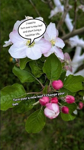 Turn over a new leaf | English Idiom Explained