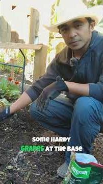 Fall Tulip Bulb Planting Zone 3: Layout Planning And Rodent Deterrent