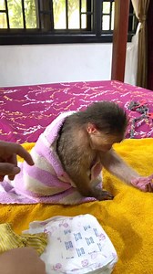 After bathing Monkey Icy looks sleepy 😴😀 #monkey #fallinlove #PetRehoming #funnyanimals #animals #petfriendly | Monkey Icy
