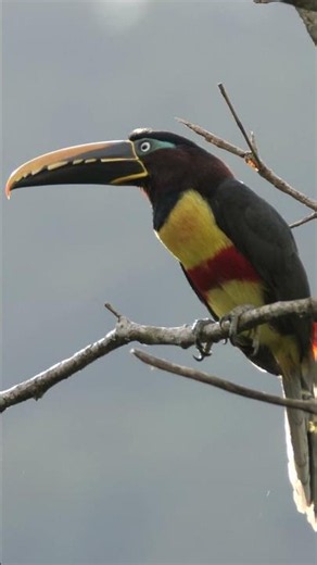 Chestnut-eared Araçari Sound #shorts