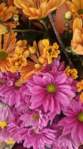 🌿💐 Take a peek at all of the beautiful gardens on display during today's BBC Gardener’s World Autumn Fair! 💐🌿 We are so lucky to have had so many talented people submit garden designs for our Garden Showcase, and so many wonderful stalls selling stunning plants of all varieties! We even had display gardens by our very own Garden Trainees and Senior Gardener Emily Passmore! 💐🌿 Thank you to everyone who came along! We had a blast, despite the rain! We can't wait to see you again tomorrow! 🌿