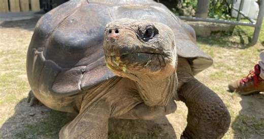 Philly zoo's Galapagos tortoise, who's about 100, becomes oldest first-time mom of her species