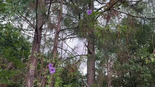 Coastal morning glory
