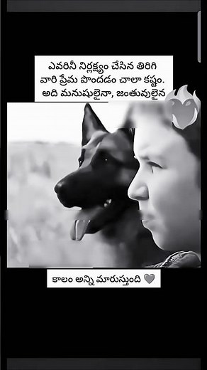 What Does a German Shepherd Dog Mean? Explore the Breed's Legacy