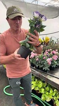 Cuidados del la planta de lisianthus
