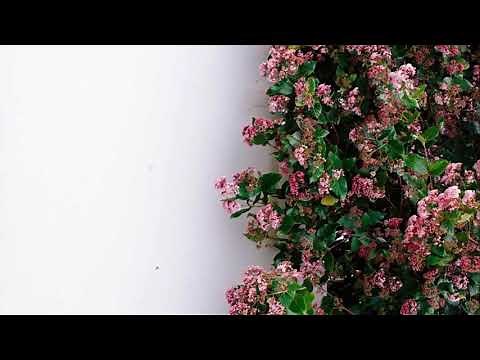 spirits - the strumbellas / slowed down / 1 hour