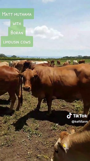 Boran Limousin Cows at KEFT Farm in Africa