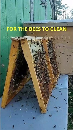 Honeybees Cleaning Beehive Frames