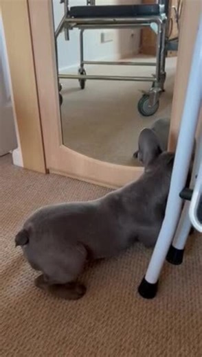 To license this content please click here: https://www.jukinmedia.com/licensing/view/1306777?utm_source=RMsocialpost&utm_medium=RMsocialpost | Jukin Copyright Management | Facebook