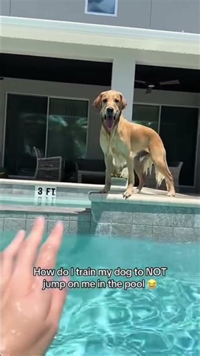 Funny Dogs Running Windows 95 Brain Software 💀🐕